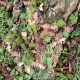 Anareus SilkLeaf camouflage leaves - Large Pack (308 pcs)